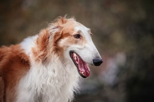 shutterstock_1363166588