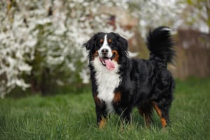 shutterstock_2453018223